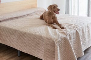 De waterproof sprei beschermt kinder- en tweepersoonsbedden tegen drinken of ongelukjes. Zo blijft je slaapkamer fris en verzorgd.