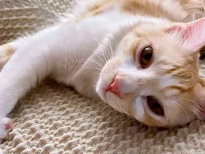 Bankhoezen voor Jouw Unieke Stijl | Bankhoezen.nl