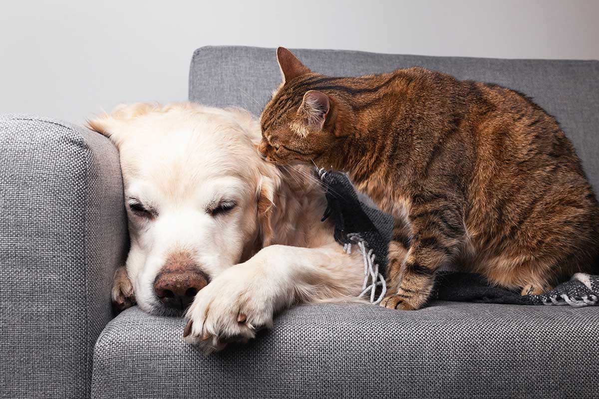 Bankhoezen voor huisdieren | Bankhoezen.nl