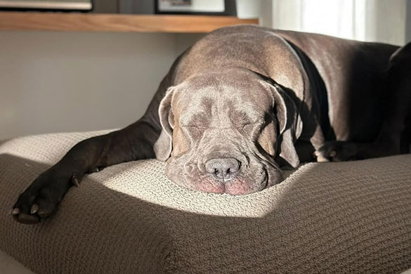 Bankhoes bij hond of kat: stofkeuze, wassen & anti-slip