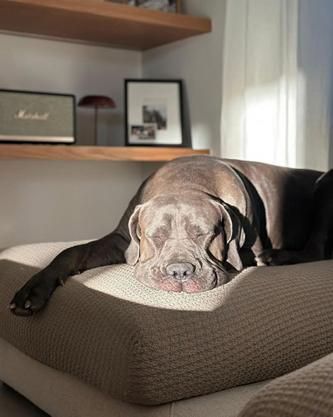 Bankhoes bij hond of kat: stofkeuze, wassen & anti-slip