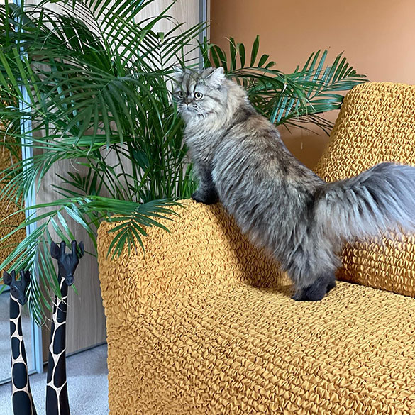 Maak vandaag nog een doordachte keuze voor jouw bank met hond of kat