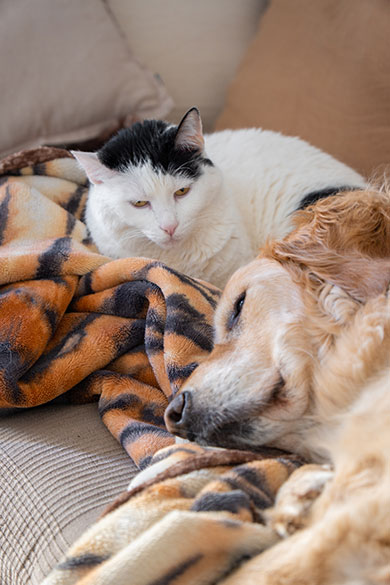 Wat is het beste bij huisdieren?